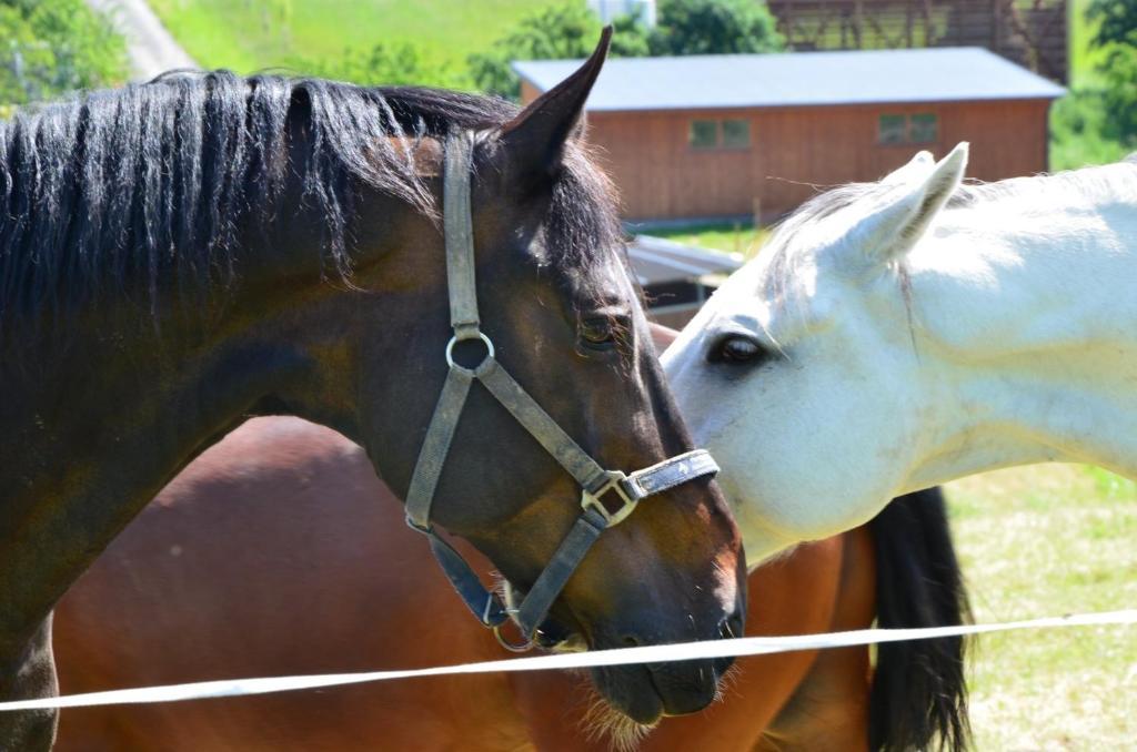 Hotel Horse Riding - Jezdecky Areal Tršice Eksteriør billede