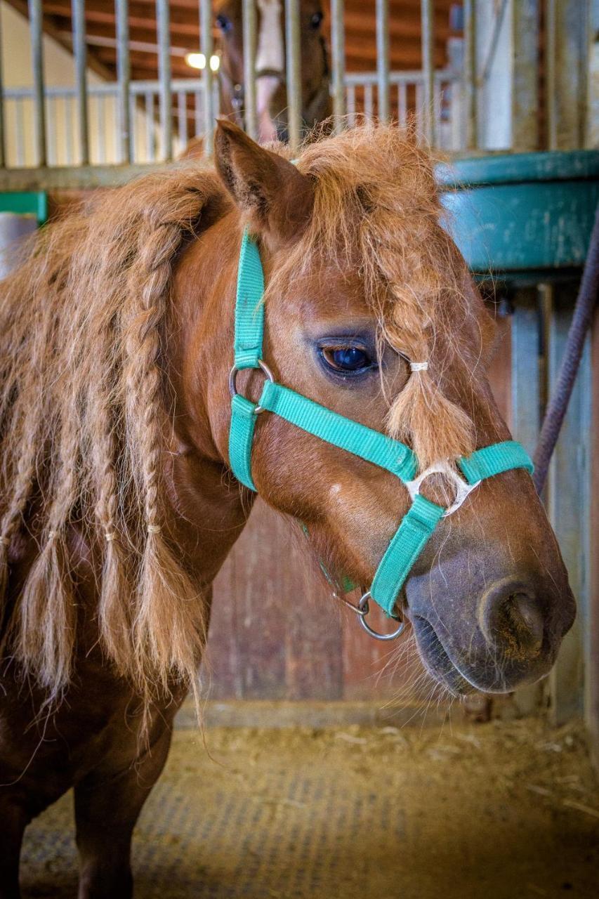 Hotel Horse Riding - Jezdecky Areal Tršice Eksteriør billede